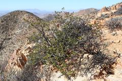 Searsia populifolia