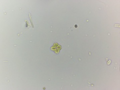 Lemmermannia tetrapedia