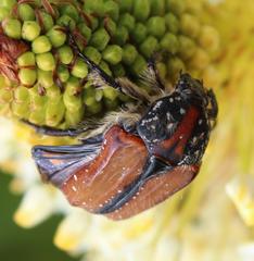Trichostetha capensis hottentotta