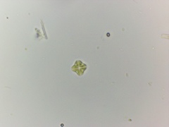 Lemmermannia tetrapedia