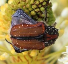 Trichostetha capensis hottentotta