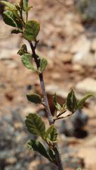 Searsia populifolia