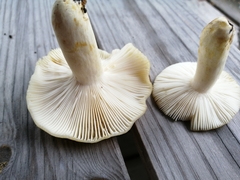 Russula farinipes
