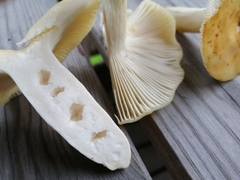 Russula farinipes