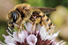 Halictus scabiosae