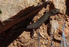 Trachylepis variegata