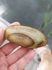 Pyganodon lacustris