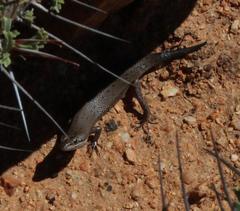 Trachylepis variegata