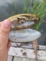 Pyganodon lacustris
