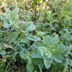 Helichrysum panduratum