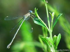Lestes virgatus