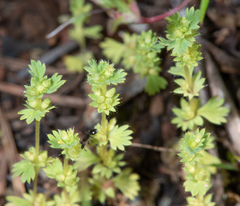Alchemilla occidentalis
