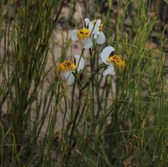 Disa flexuosa