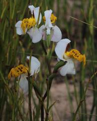 Disa flexuosa