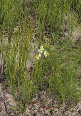 Disa flexuosa