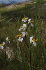 Disa flexuosa