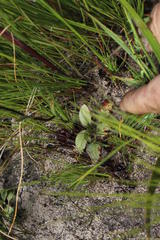 Disa flexuosa