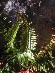 Polystichum imbricans