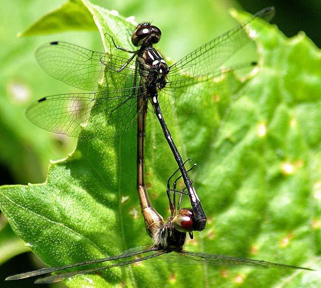 Macrothemis hahneli