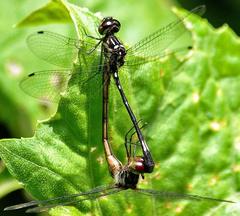 Macrothemis hahneli