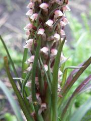 Disa micropetala