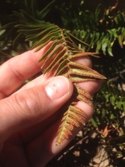 Polystichum imbricans