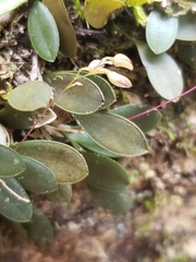 Specklinia