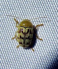 Cryptocephalus fulguratus