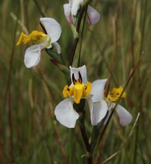 Disa flexuosa