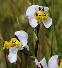 Disa flexuosa
