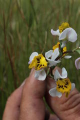 Disa flexuosa