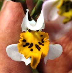 Disa flexuosa