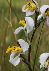 Disa flexuosa