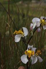 Disa flexuosa
