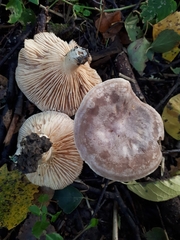 Lactarius flexuosus