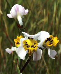 Disa flexuosa
