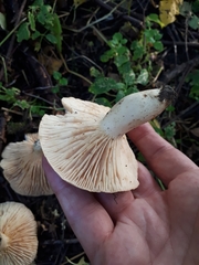 Lactarius flexuosus