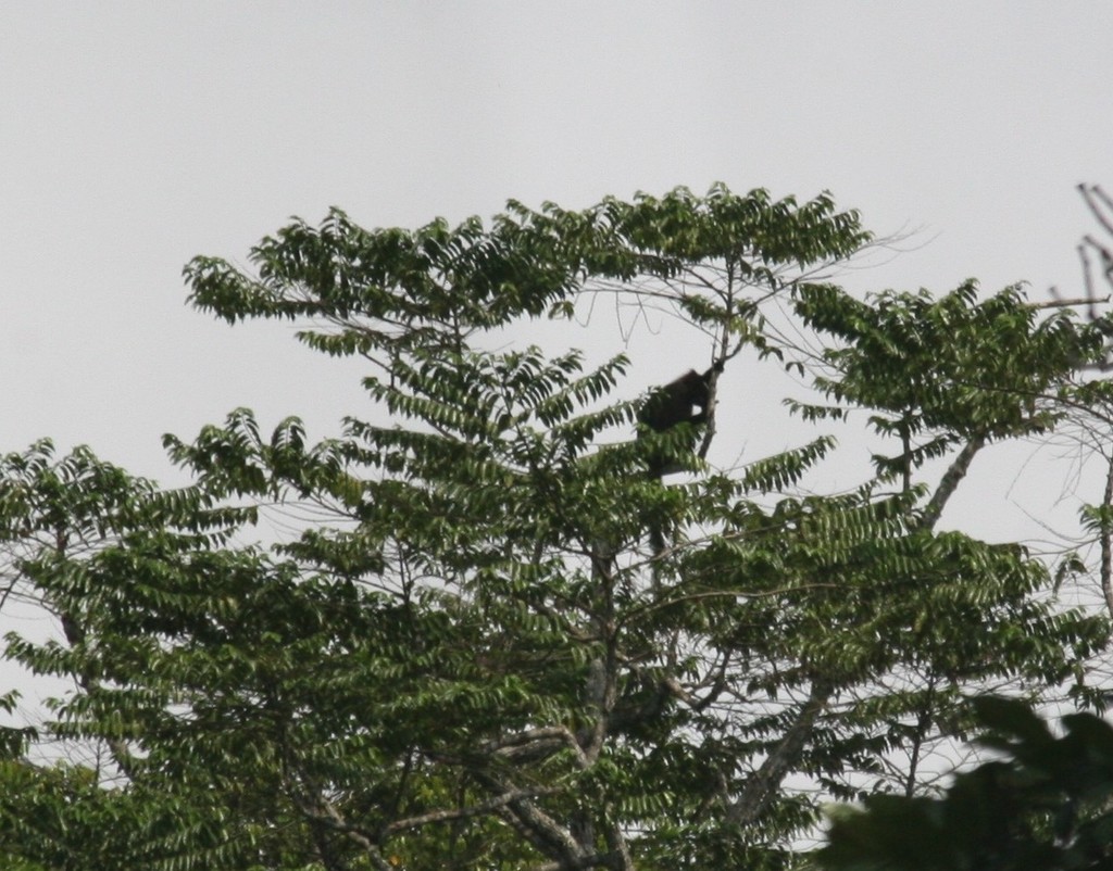 Black Colobus
