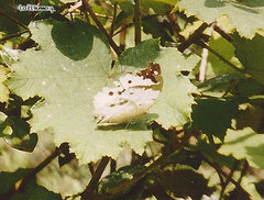 Protogoniomorpha duprei
