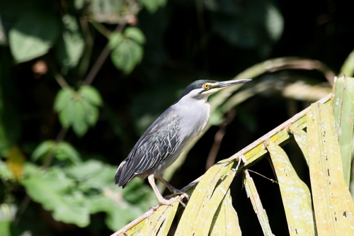 Little Heron
