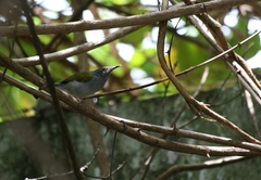 Camaroptera brachyura