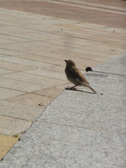 Passer domesticus