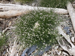 Cakile maritima maritima