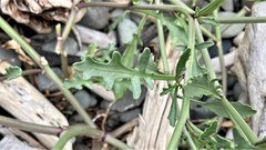 Cakile maritima maritima