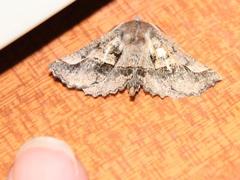 Drepanogynis sinuata