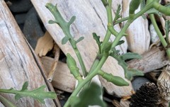 Cakile maritima maritima