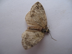 Hydriomena renunciata