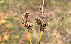 Carex echinata phyllomanica