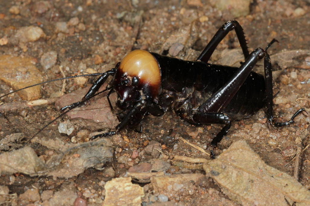 Nasidius from Franklin Park Hoedspruit on January 3, 2014 by