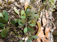 Specklinia